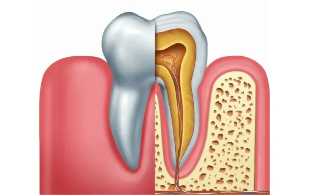 O papel das células-troco dental