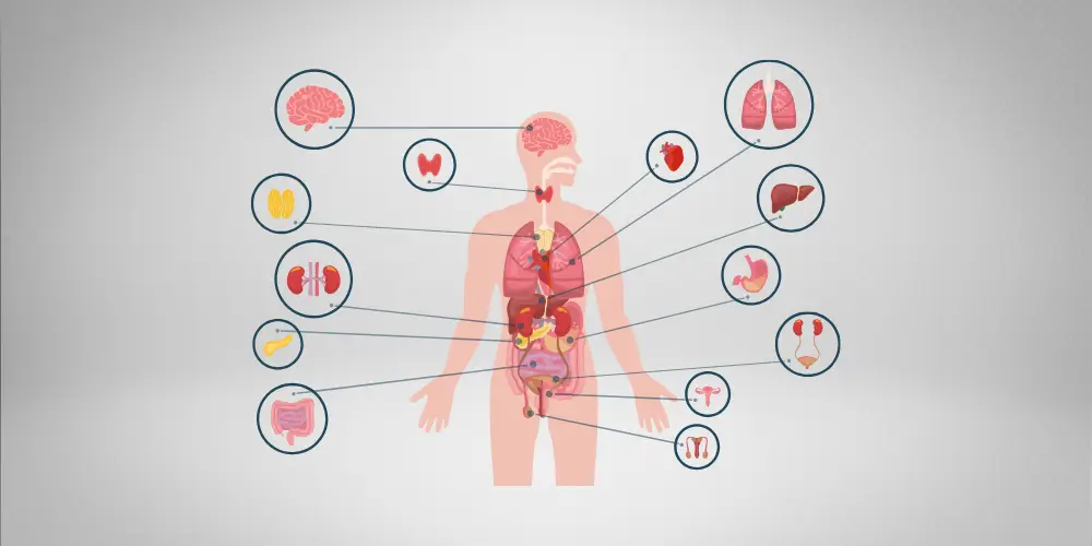 O Impacto das Alterações Hormonais na Saúde Dental Feminina